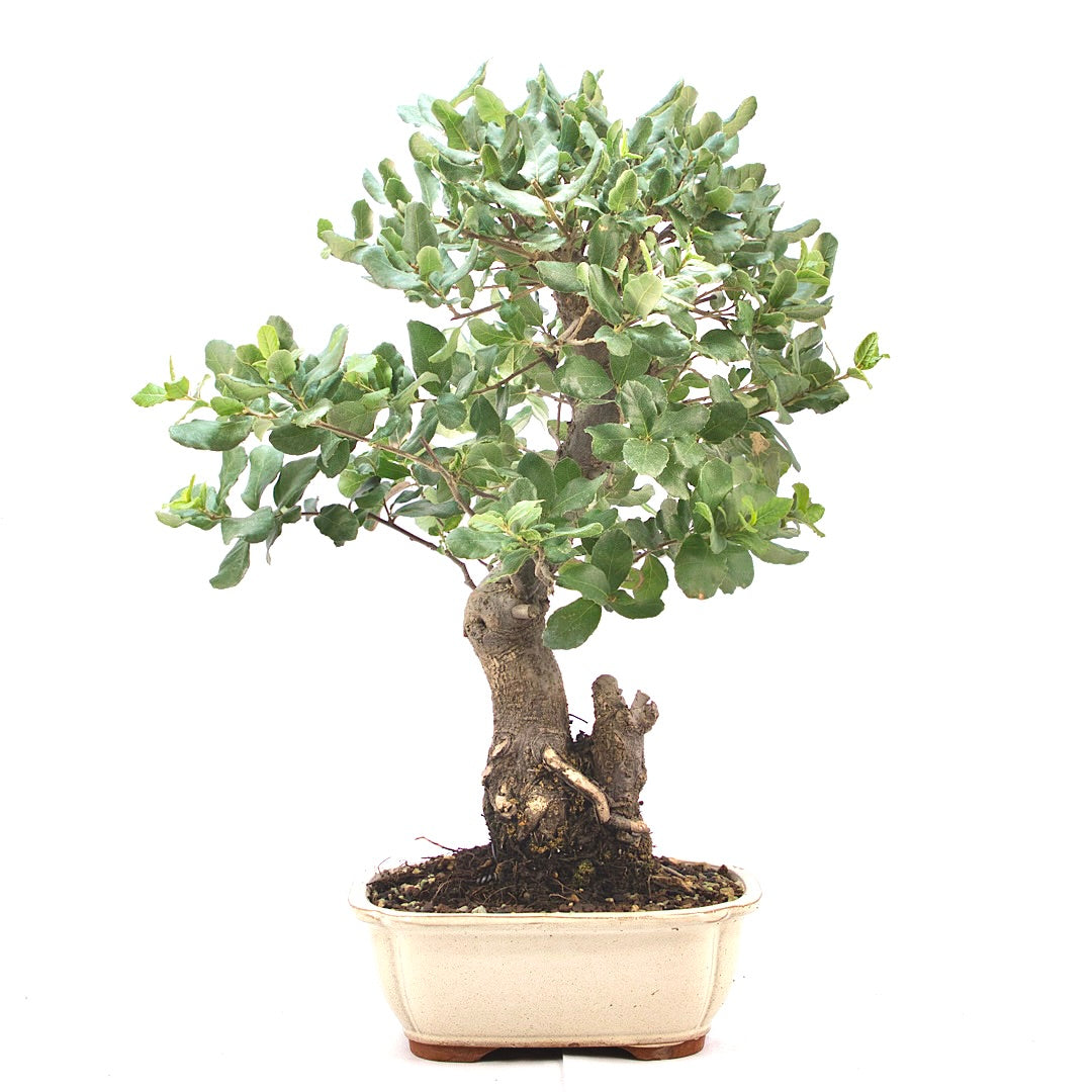 Kork-Eiche 'Quercus suber'